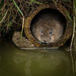 363 - WATER VOLE IN PIPE - SAWYER TIM - united kingdom <div : Salon-Accepted